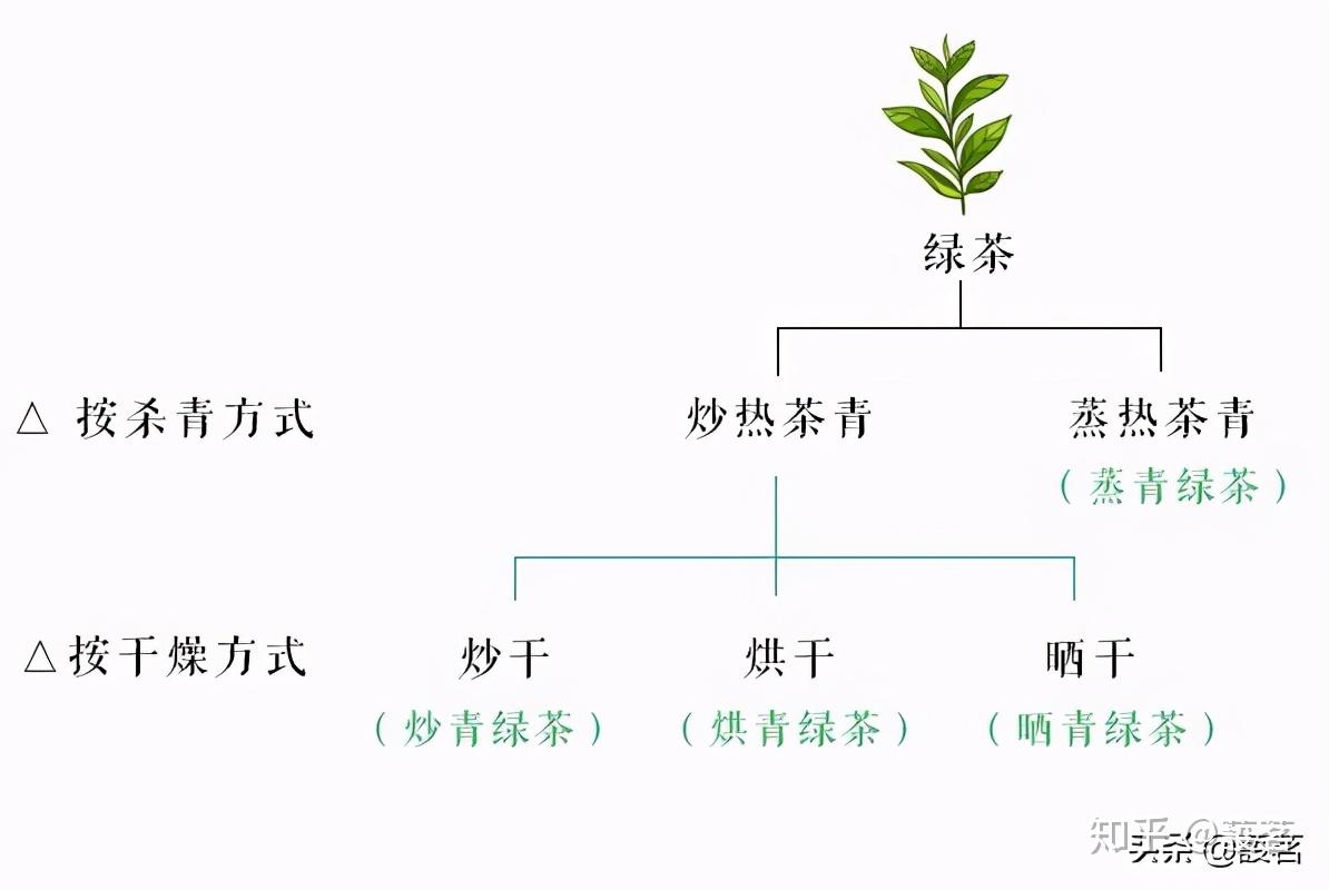 你们要的,绿茶分类基础知识普及,来了 - 