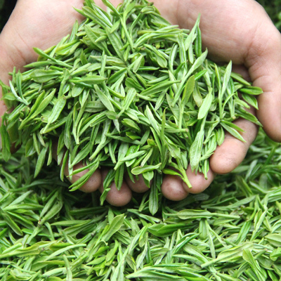 春晓毛尖绿茶2017新茶散装特级四川绿毛峰批发日照充足素茶叶500g