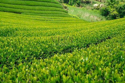 绿茶,农场,香川县,茶叶,选择对焦