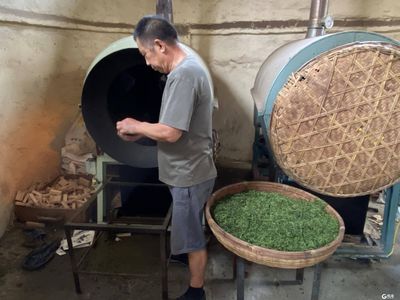 马上就能喝到秋茶啦 崂山秋茶采摘将收尾