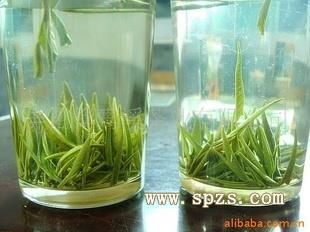 栗香玉芽 屏南白水洋特产 高山绿茶招商加盟 批发 价格 报价