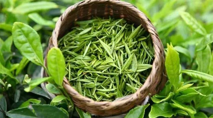 《史小记》--绿茶本纪之绿茶的“秘密”!