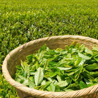 日照绿茶|顶茶--蒙山顶上茶