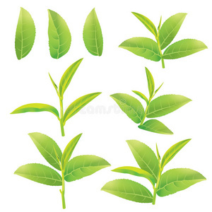 白底绿茶叶