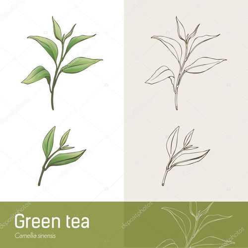 cammelia 中华厂植物学绘图,绿茶生产 动物 植物