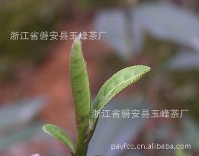 【供应出口欧洲、日本蒸青茶】价格,厂家,图片,绿茶,浙江省磐安县玉峰茶厂-
