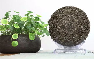 爱茶人,总是以一杯早春绿茶开启自己一年的美好时光