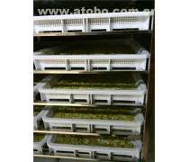 【杨香茶业一见中情工艺花茶茉莉花茶茶叶绿茶批发直销茶叶】福安市杨香茶叶店 - 产品库