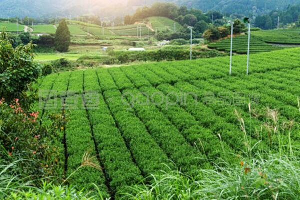 绿茶农场