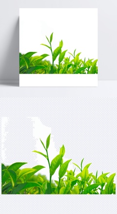 绿茶设计模板素材