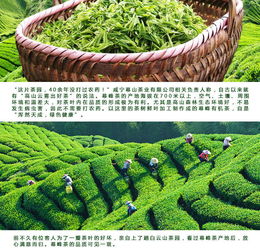 茶叶 绿茶 有机绿茶 袋装茶叶 50g 袋 2 手工茶 湖北咸宁特产