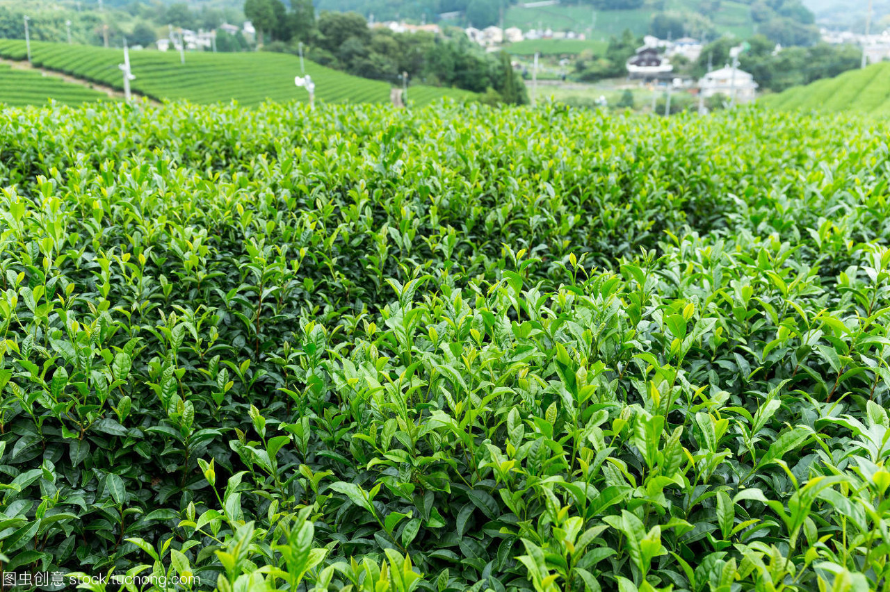 绿茶的农场 从嫩芽到杯中的清香之旅