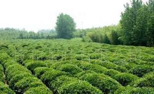 政和绿茶产品信息 价格、厂家及购买渠道全解析