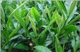 品味春意盎然 优质雨前绿茶的独特魅力